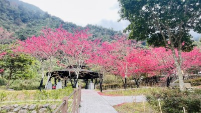 親水區周邊櫻花盛開